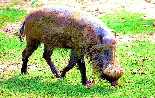 Bearded pig.jpg