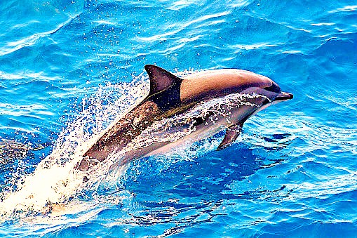 Clymene dolphin.jpg