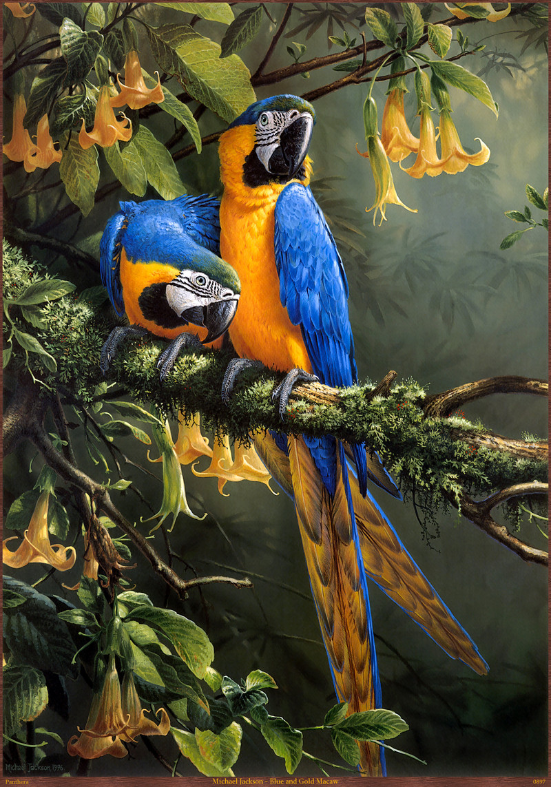 Panthera 0897 Michael Jackson Blue and Gold Macaw.jpg