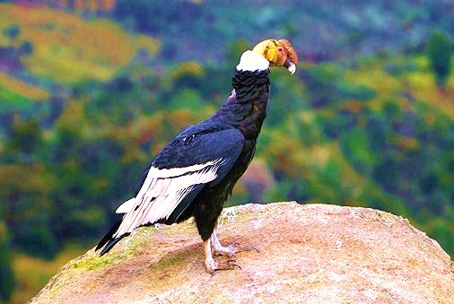 Andean condor.jpg