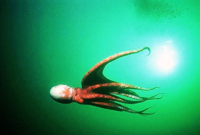 Pacific giant octopus.jpg