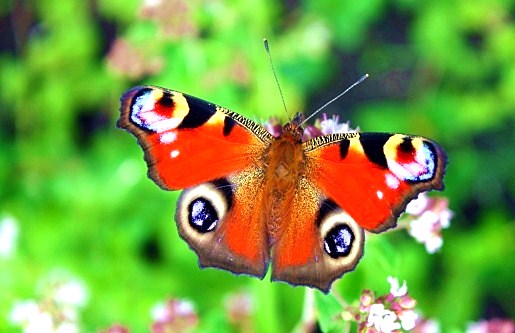 Peacock butterfly.jpg