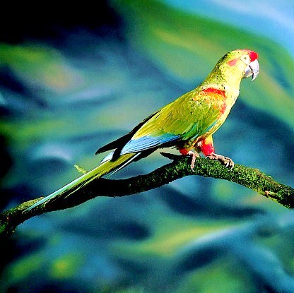 Red-fronted macaw.jpg