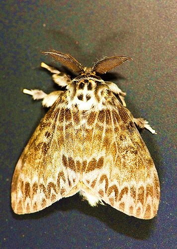 Gypsy moth.jpg