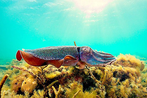 Giant Australian cuttlefish.jpg