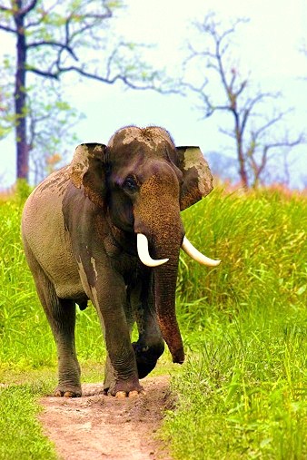 Asian elephant.jpg