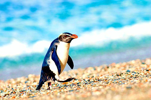 Fiordland crested penguin.jpg