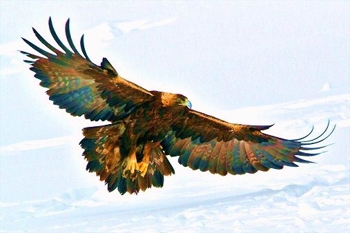 Golden eagle.jpg