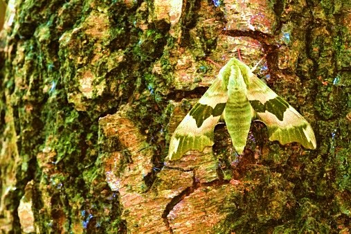 Lime hawk-moth.jpg