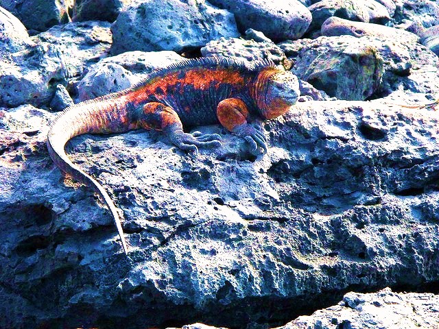 Marine iguana.jpg