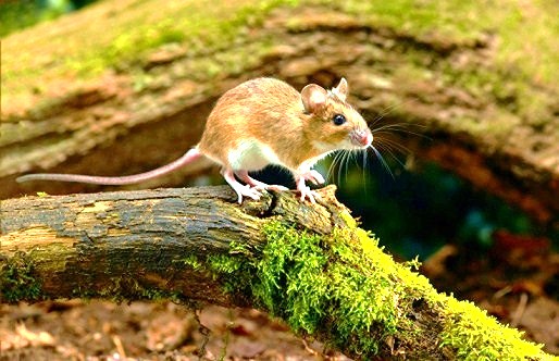 Yellow-necked mouse.jpg