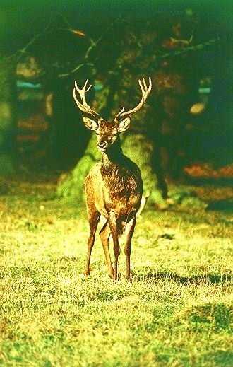 Red deer.jpg