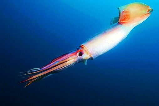 Humboldt squid.jpg