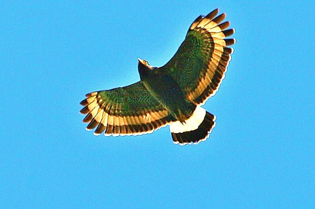 Mountain serpent eagle.jpg
