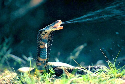 Mozambique spitting cobra.jpg