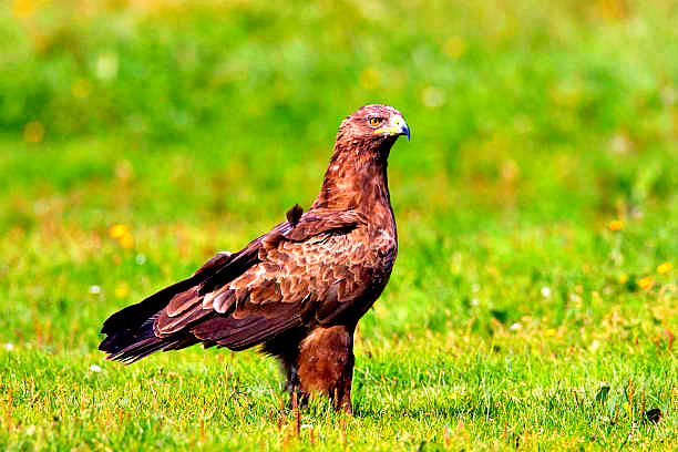 Lesser spotted eagle.jpg