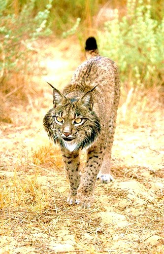Spanish lynx.jpg