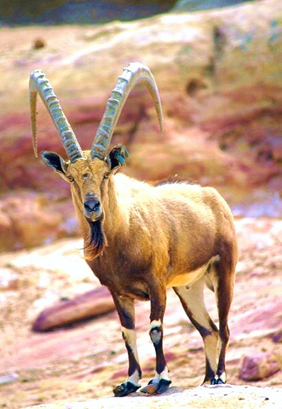 Nubian ibex.jpg