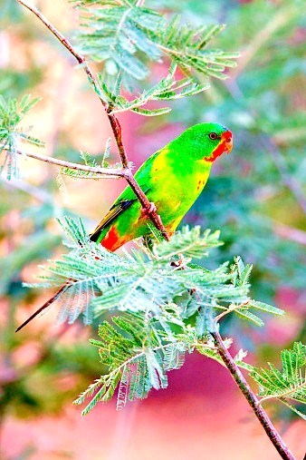 Swift parrot.jpg