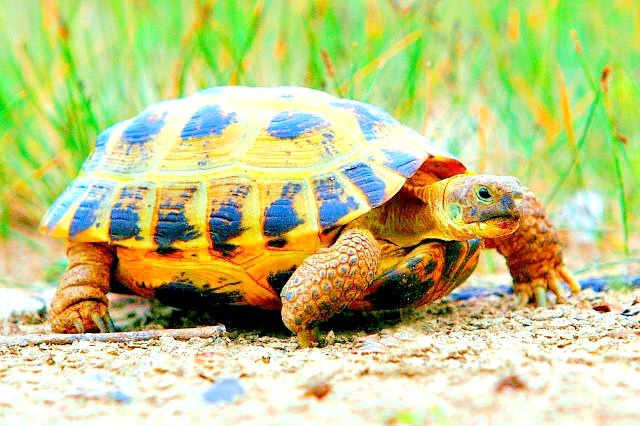 Afghan tortoise.jpg
