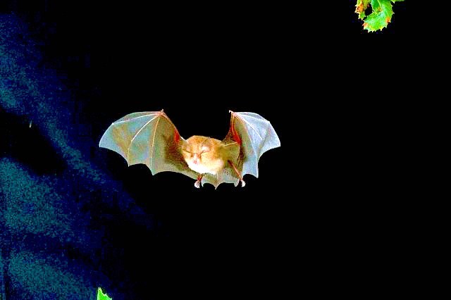Lesser horseshoe bat.jpg