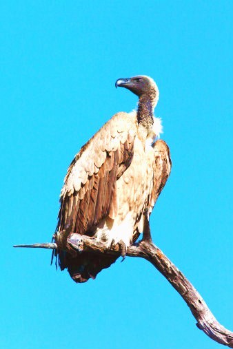 Cape vulture.jpg