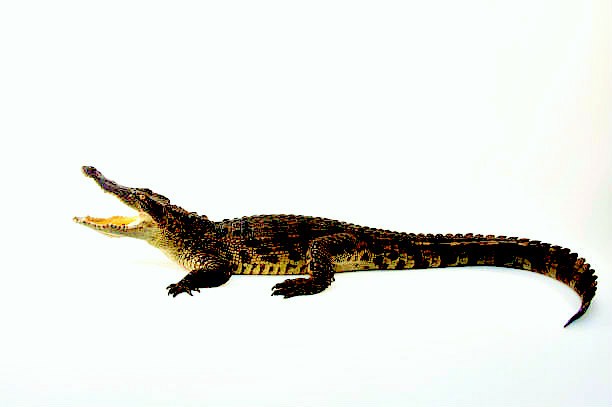 Siamese crocodile.jpg