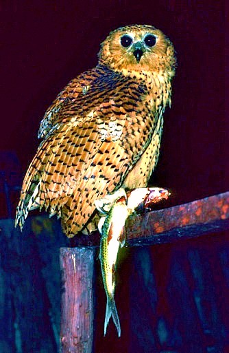 Pel's fishing owl.jpg