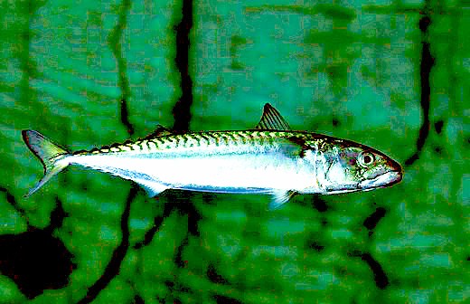Atlantic mackerel.jpg