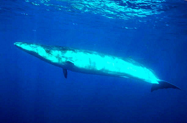 Bryde's whale.jpg