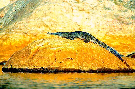 Australian freshwater crocodile.jpg