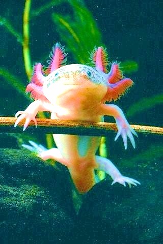 Axolotl.jpg