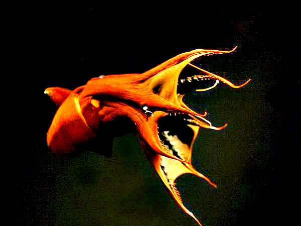 Vampire squid.jpg