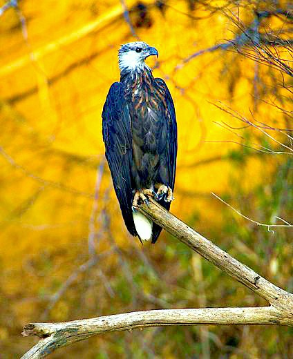 Madagascar fish eagle.jpg