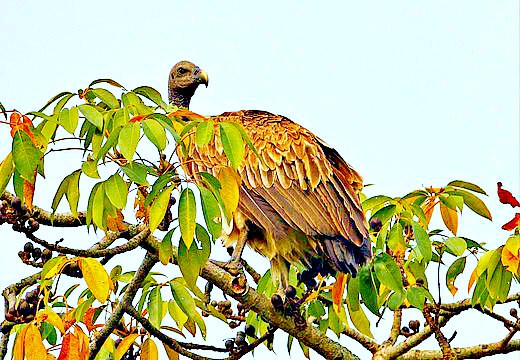 Slender-billed vulture.jpg