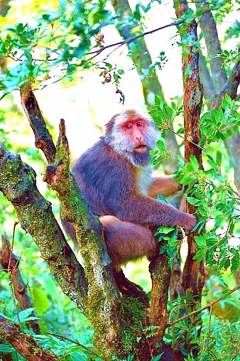 Tibetan macaque.jpg