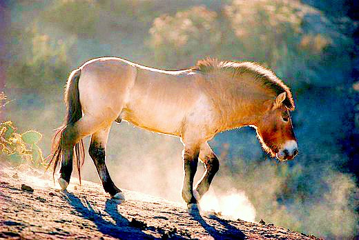 Przewalski's horse.jpg