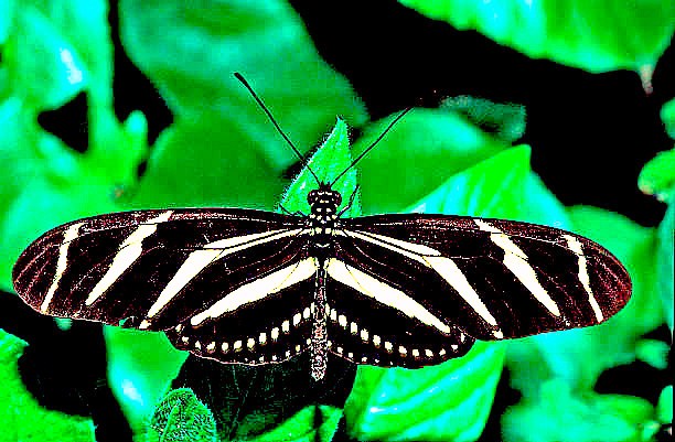 Zebra longwing butterfly.jpg