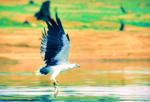 White-bellied sea eagle.jpg