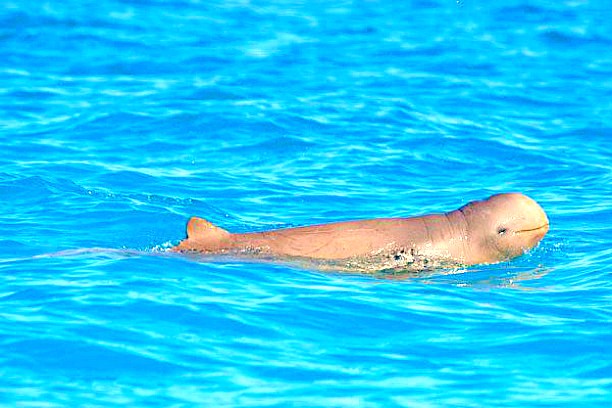 Australian snubfin dolphin.jpg