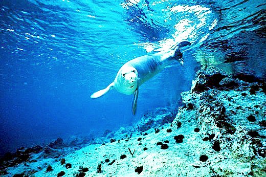 Mediterranean monk seal.jpg