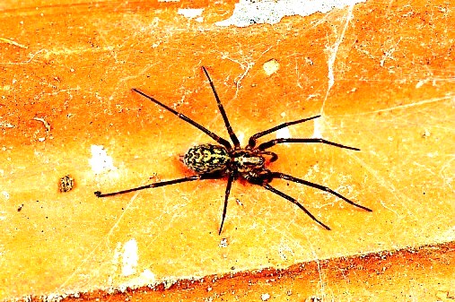 Domestic house spider.jpg