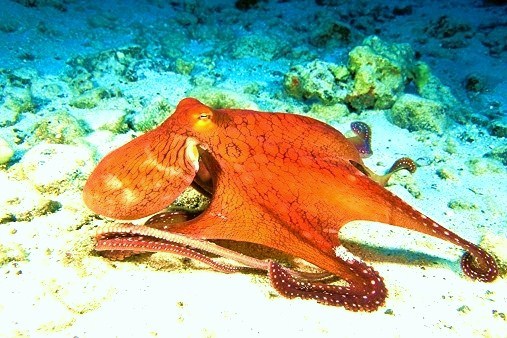 Day octopus.jpg