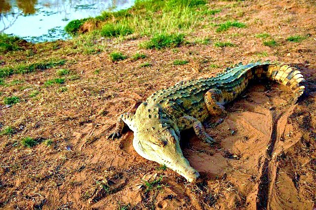 Orinoco crocodile.jpg