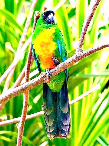 Masked shining parrot.jpg