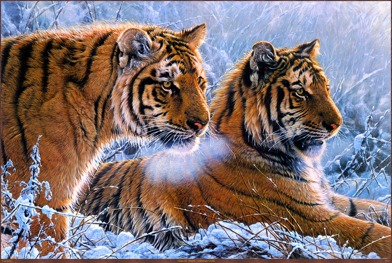 Panthera 0920 Alan M. Hunt Siberian Gold.jpg