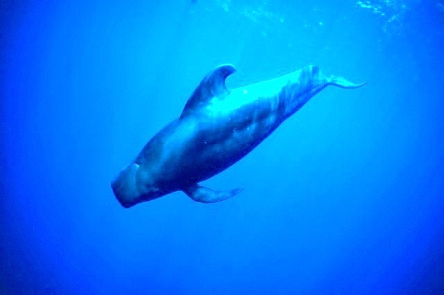 Short-finned pilot whale.jpg