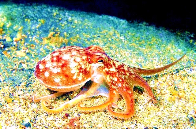 Horned octopus.jpg