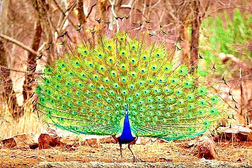 Indian peacock.jpg