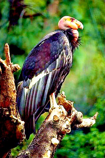 California condor.jpg